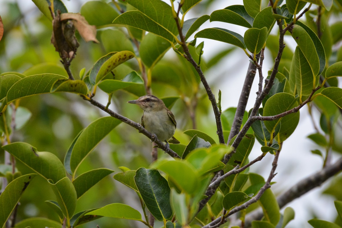 Black-whiskered Vireo - ML644325883