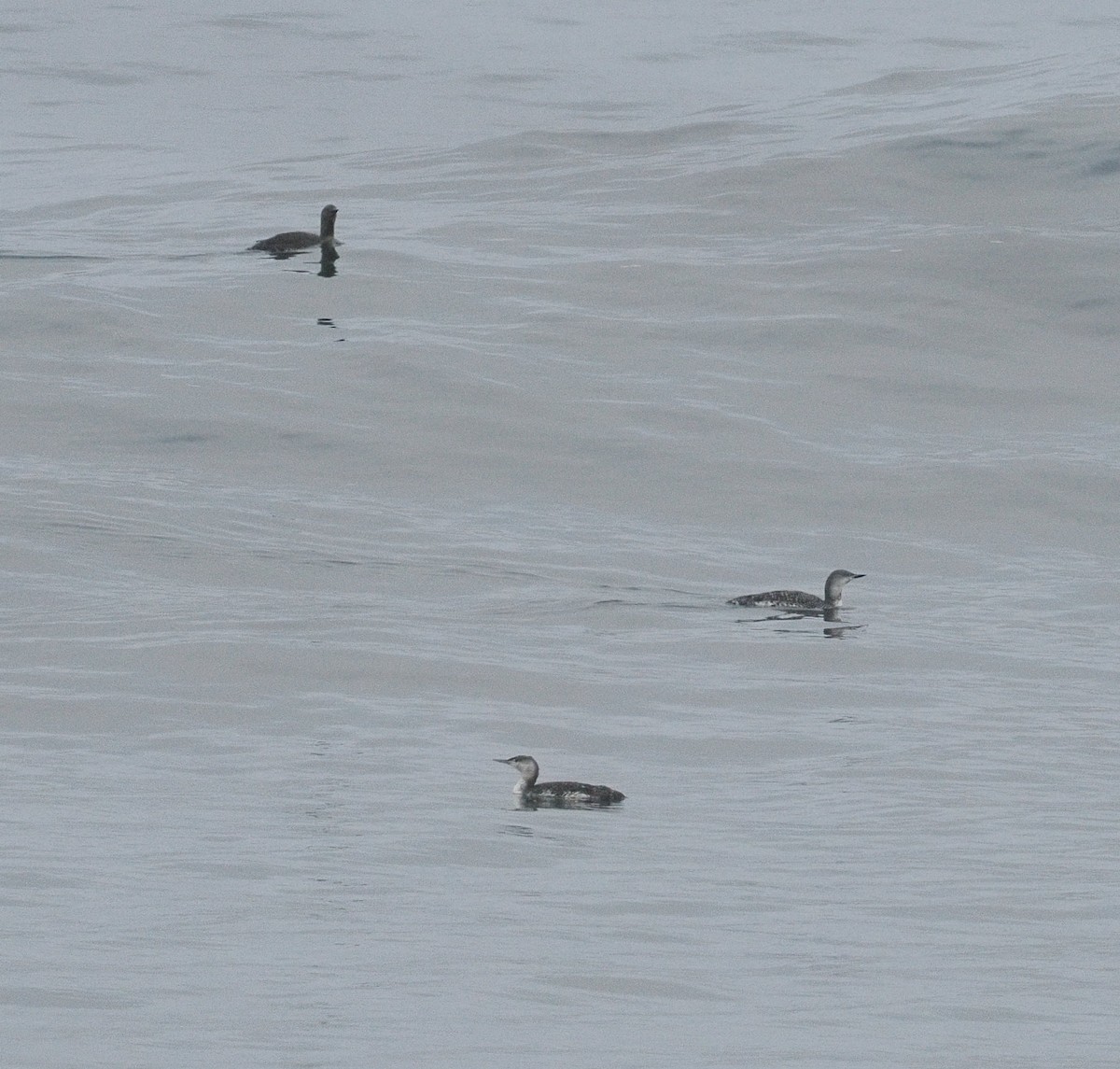 Red-throated Loon - ML644325887