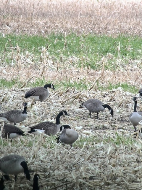 Cackling Goose - ML644325891