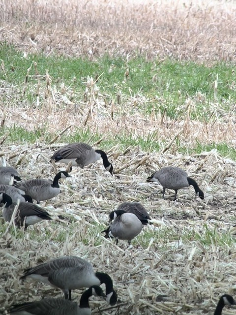 Cackling Goose - ML644325892