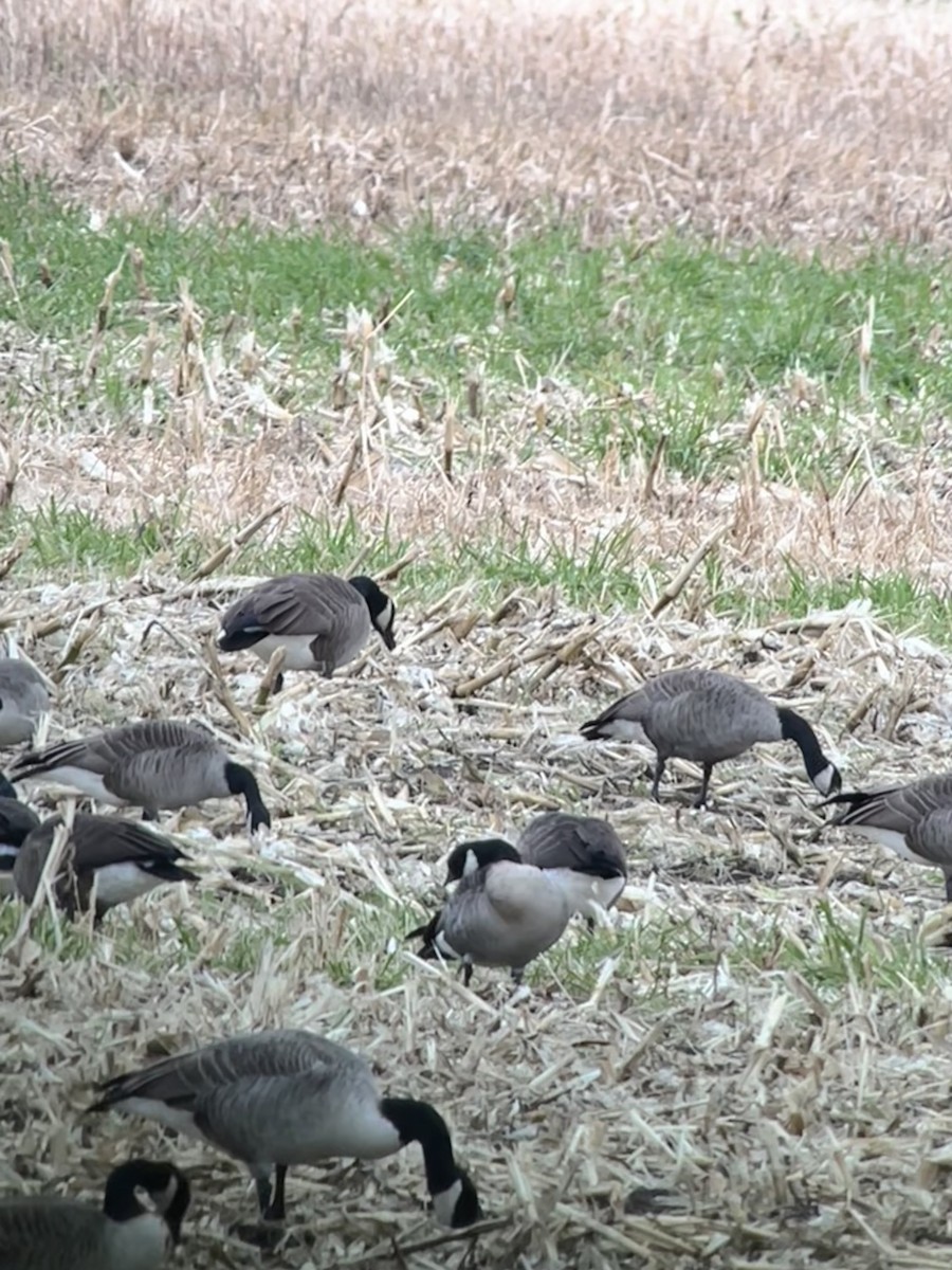 Cackling Goose - ML644325893