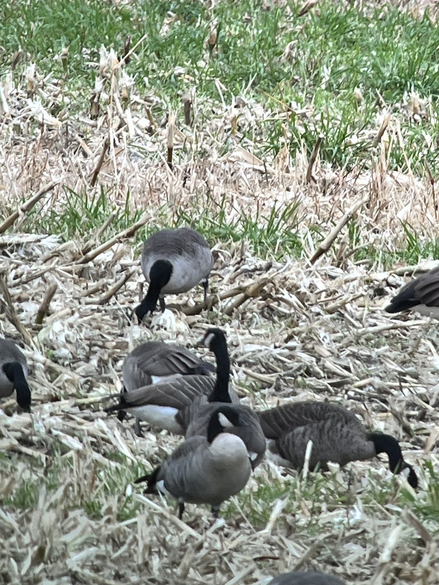 Cackling Goose - ML644325894