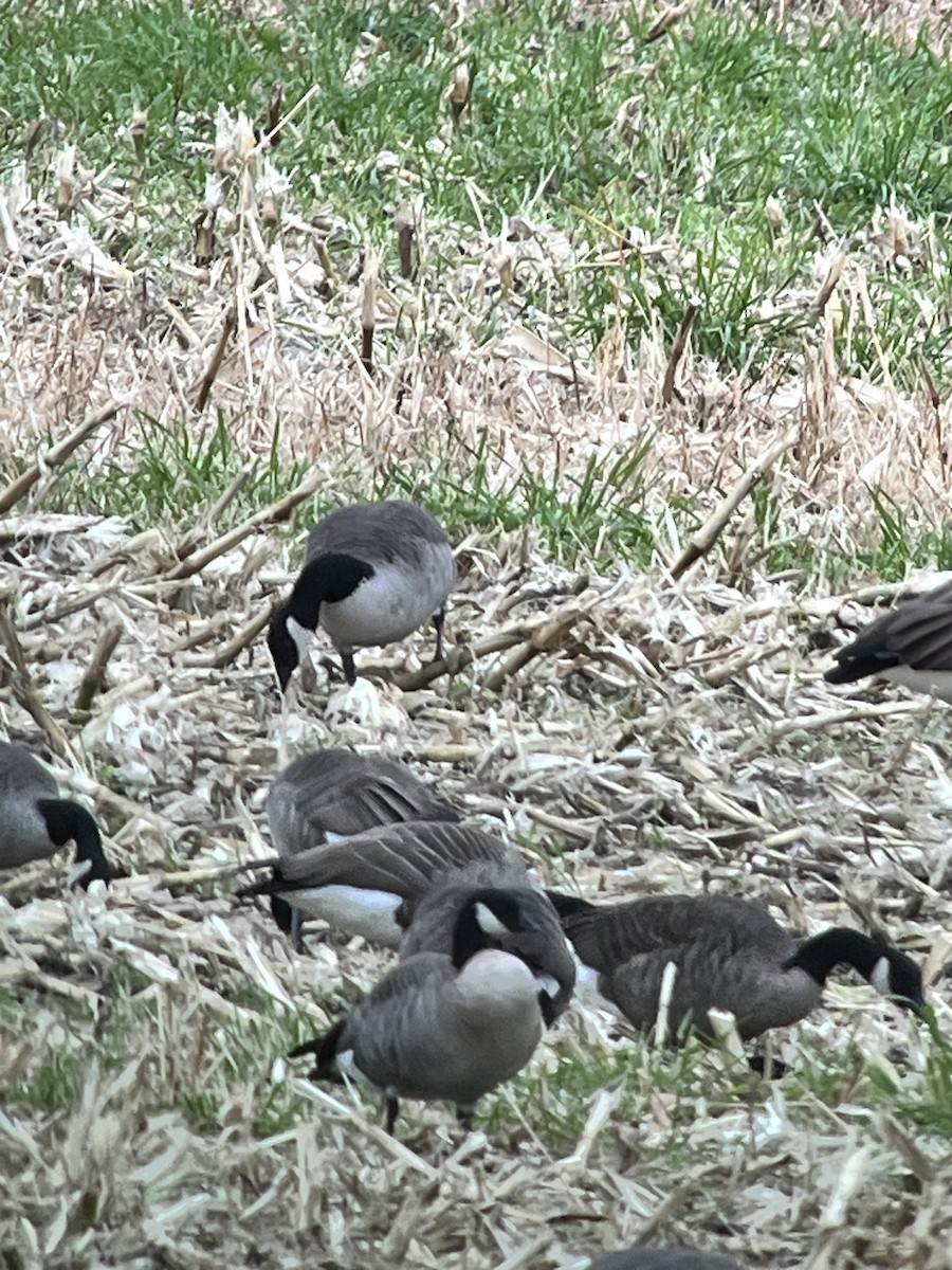 Cackling Goose - ML644325895