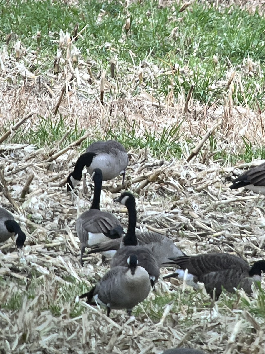 Cackling Goose - ML644325896