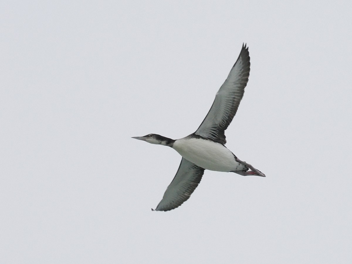 Common Loon - ML644325900