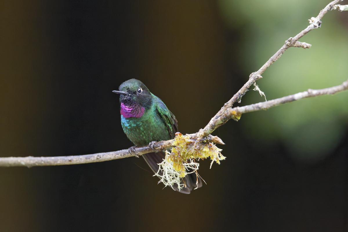 Tourmaline Sunangel - ML644325901