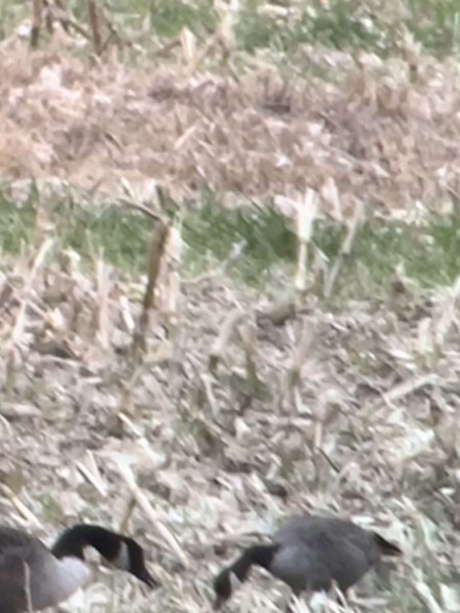 Cackling Goose - ML644325916