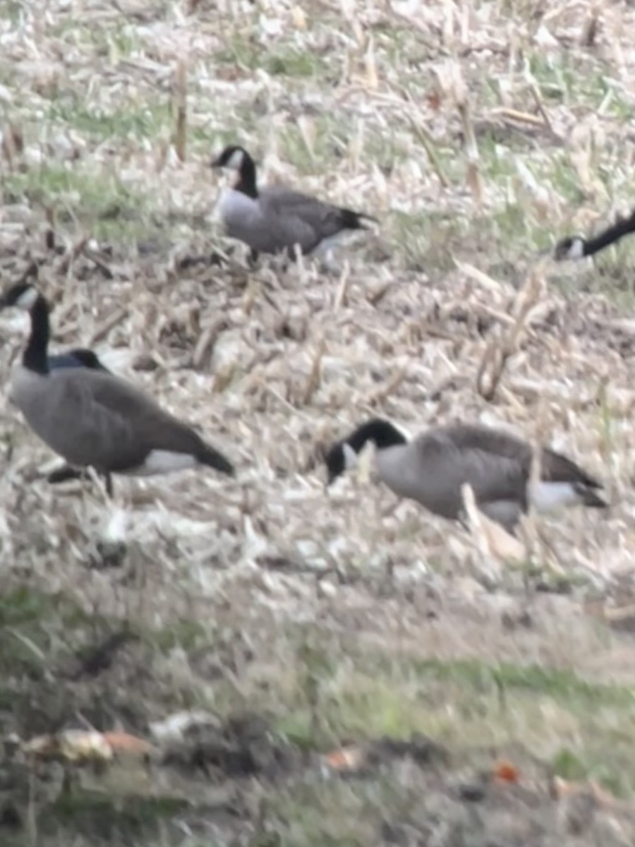 Cackling Goose - ML644325917