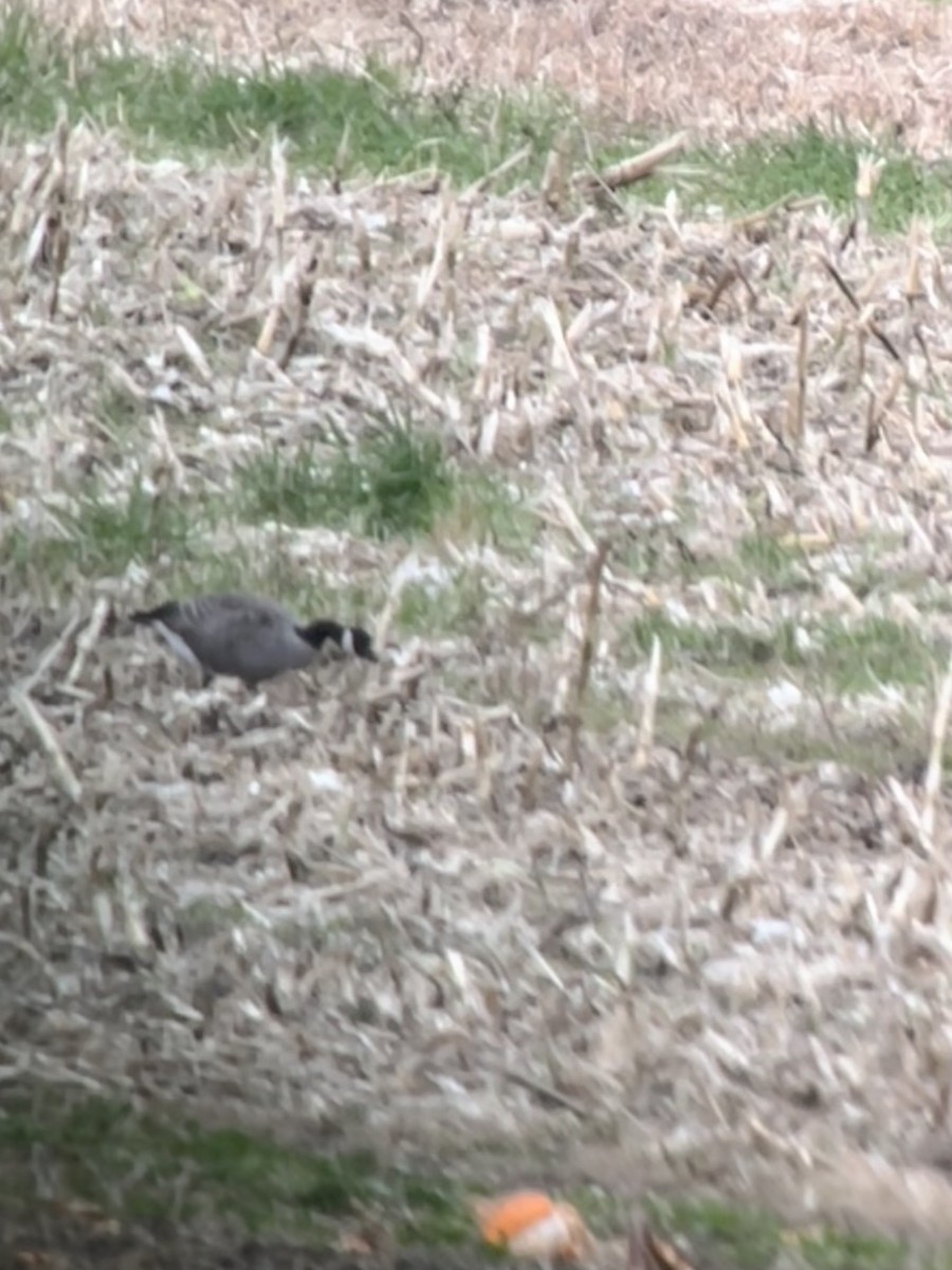 Cackling Goose - ML644325918