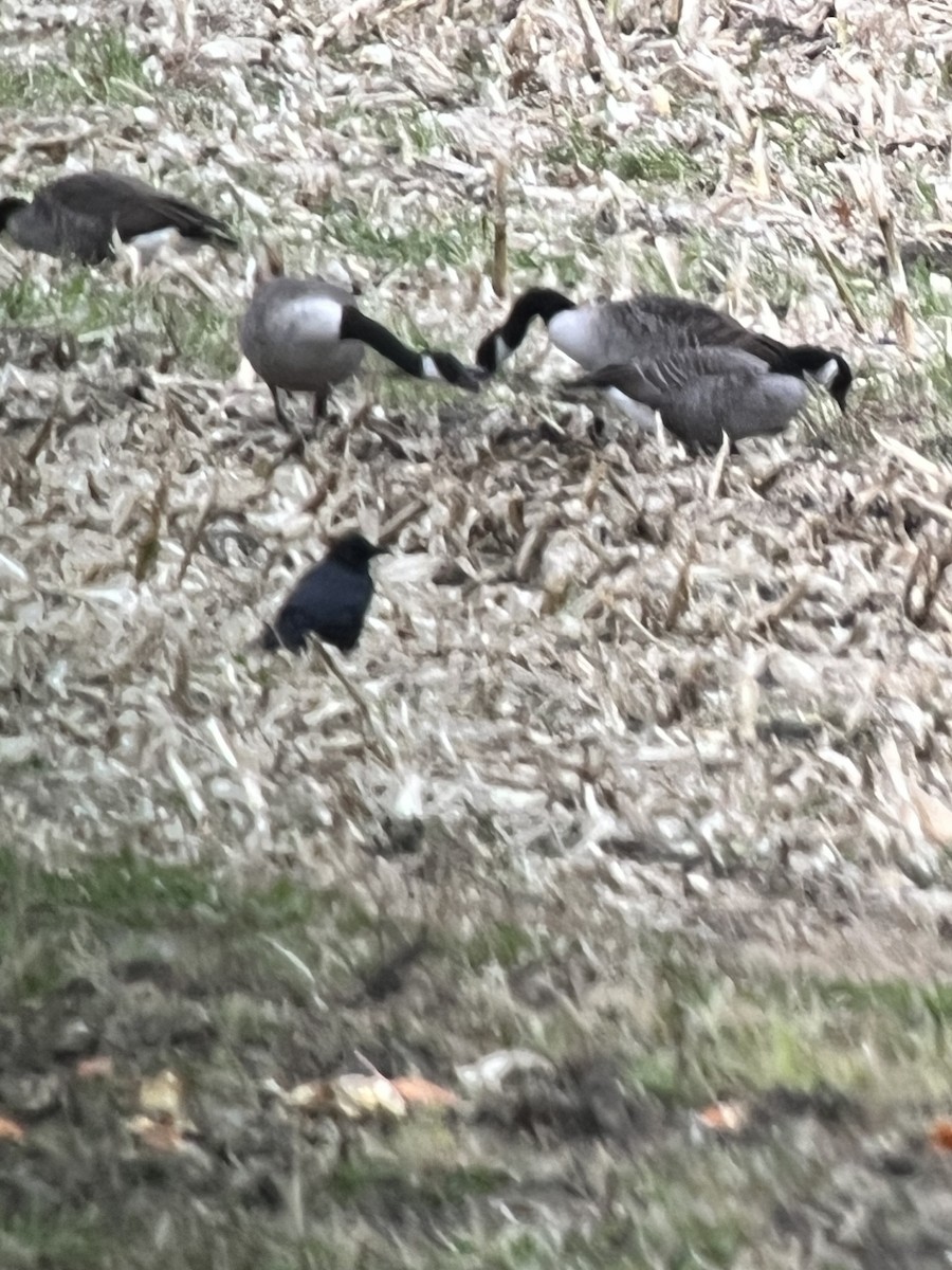 Cackling Goose - ML644325919