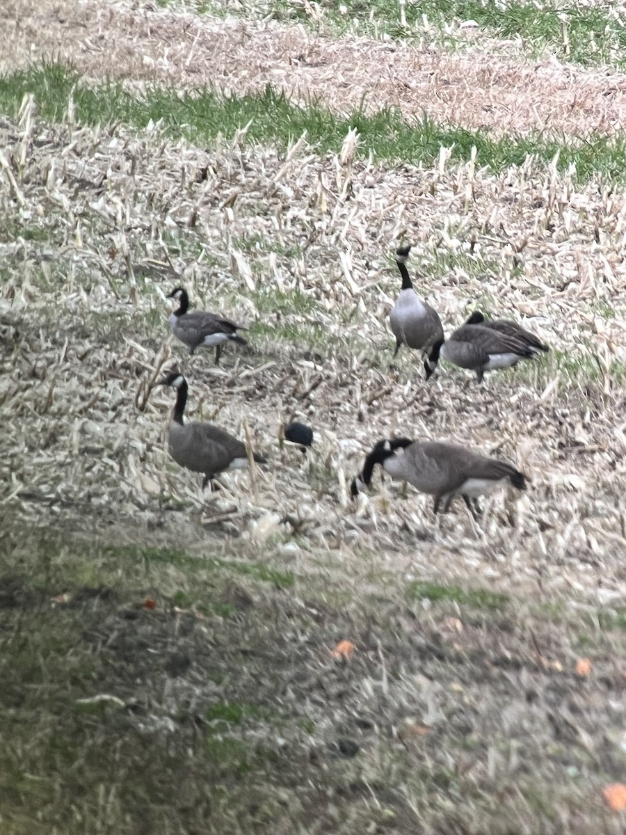 Cackling Goose - ML644325920