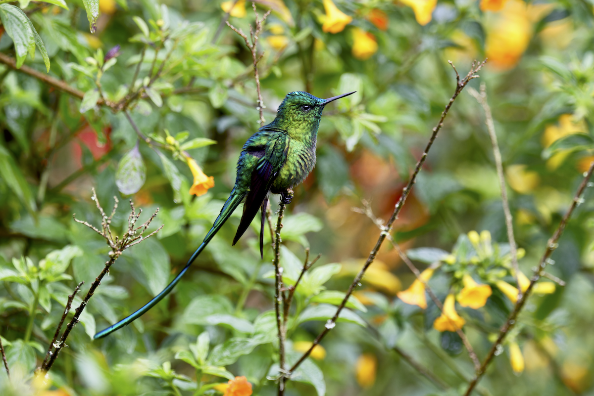 Long-tailed Sylph - ML644325927