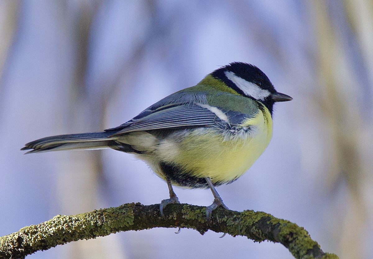 Great Tit (Great) - ML644325933