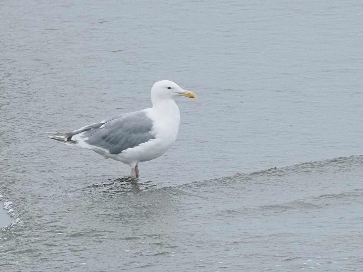 Glaucous-winged Gull - ML644325943