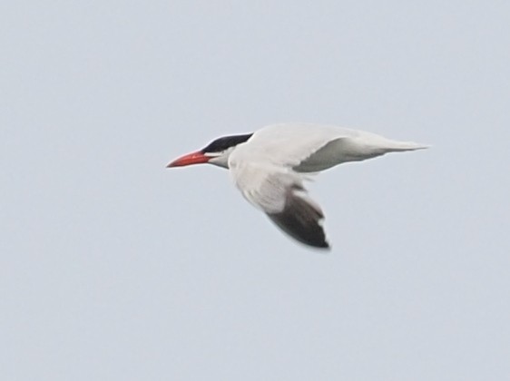 Caspian Tern - ML644325946