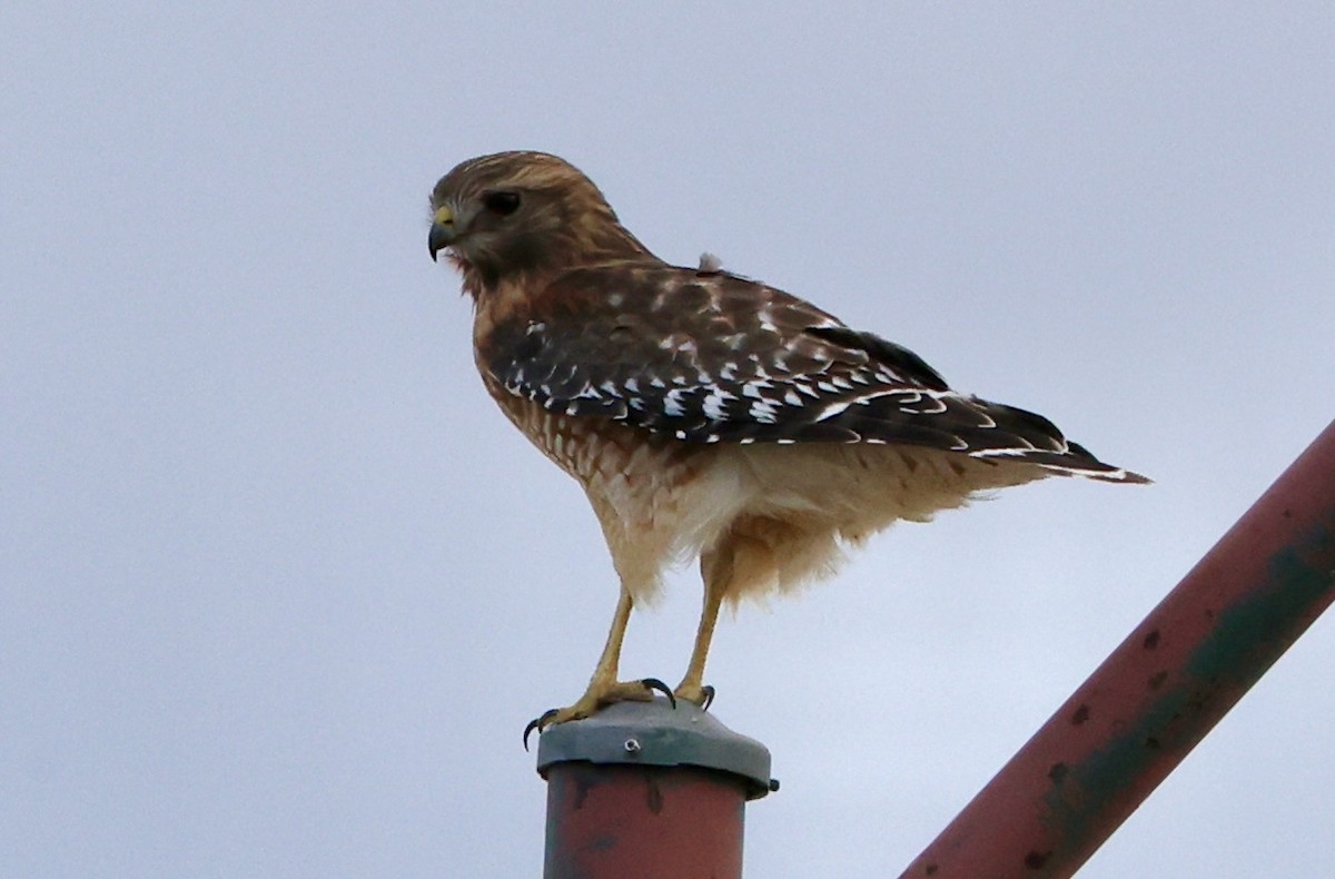 Red-shouldered Hawk - ML644325949