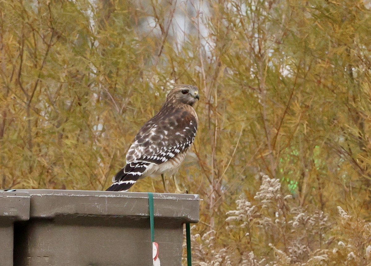 Red-shouldered Hawk - ML644325950