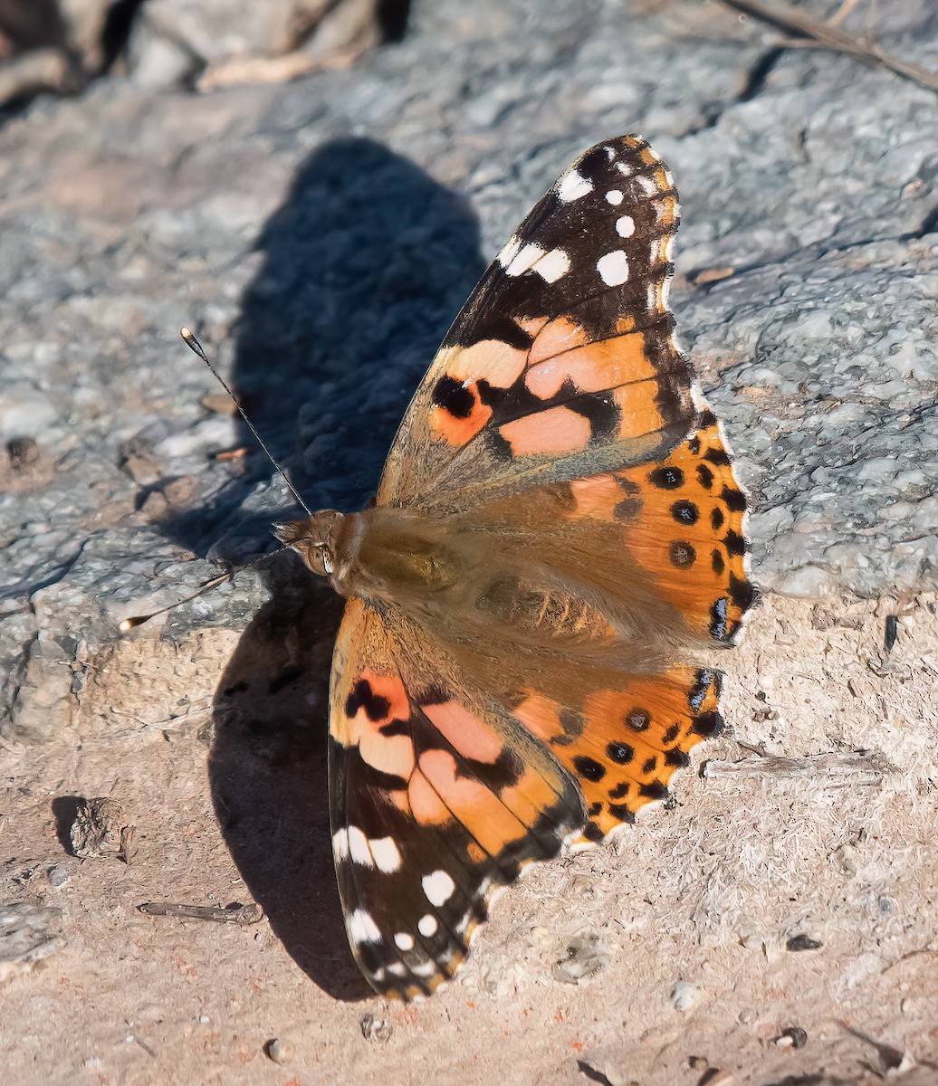 Painted Lady - ML644325951