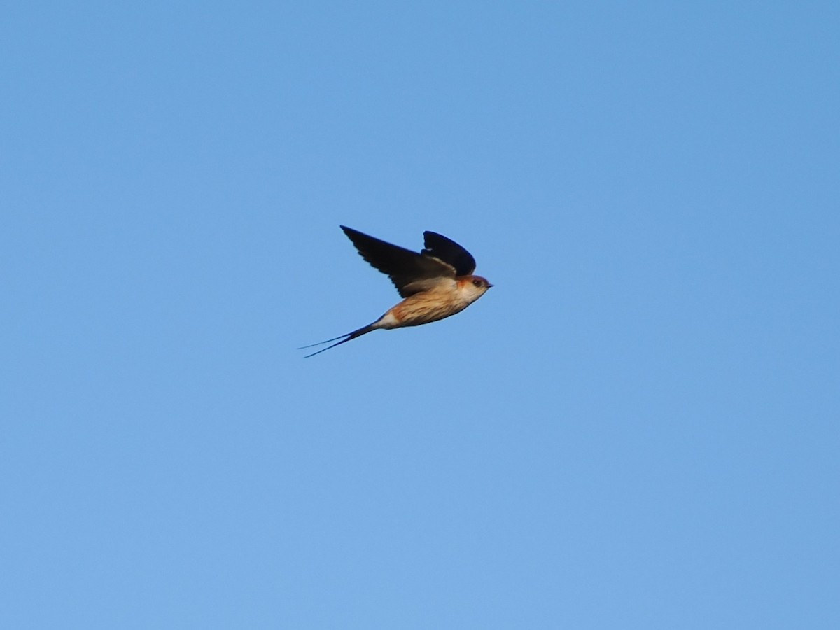 Hirondelle à tête rousse - ML644325954