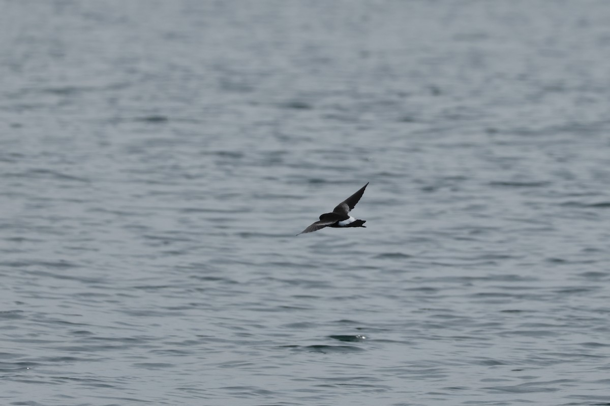 Вильсонова океанида - ML644325959