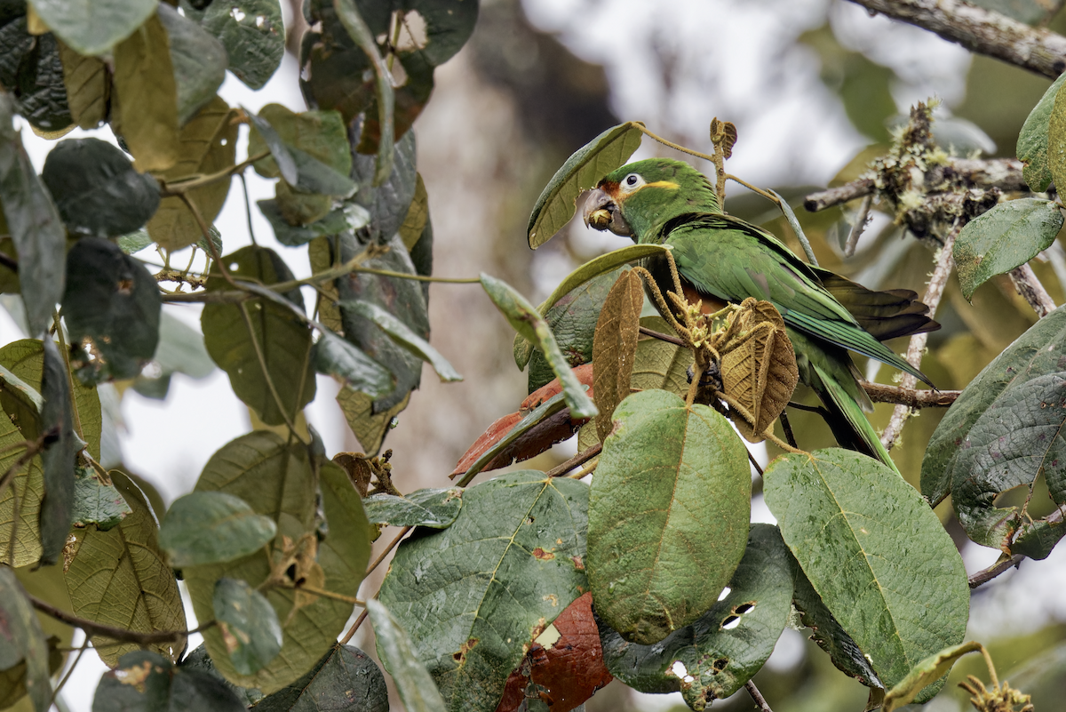 Golden-plumed Parakeet - ML644325961