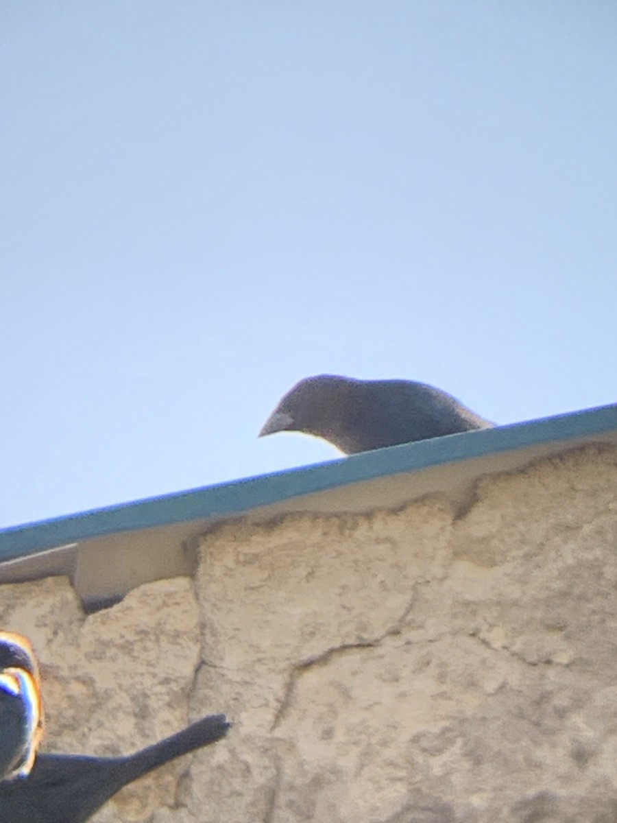 Brown-headed Cowbird - ML644325962