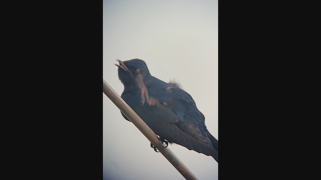 Purple Martin - ML644325967
