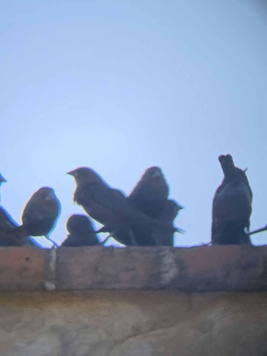 Brown-headed Cowbird - ML644325968