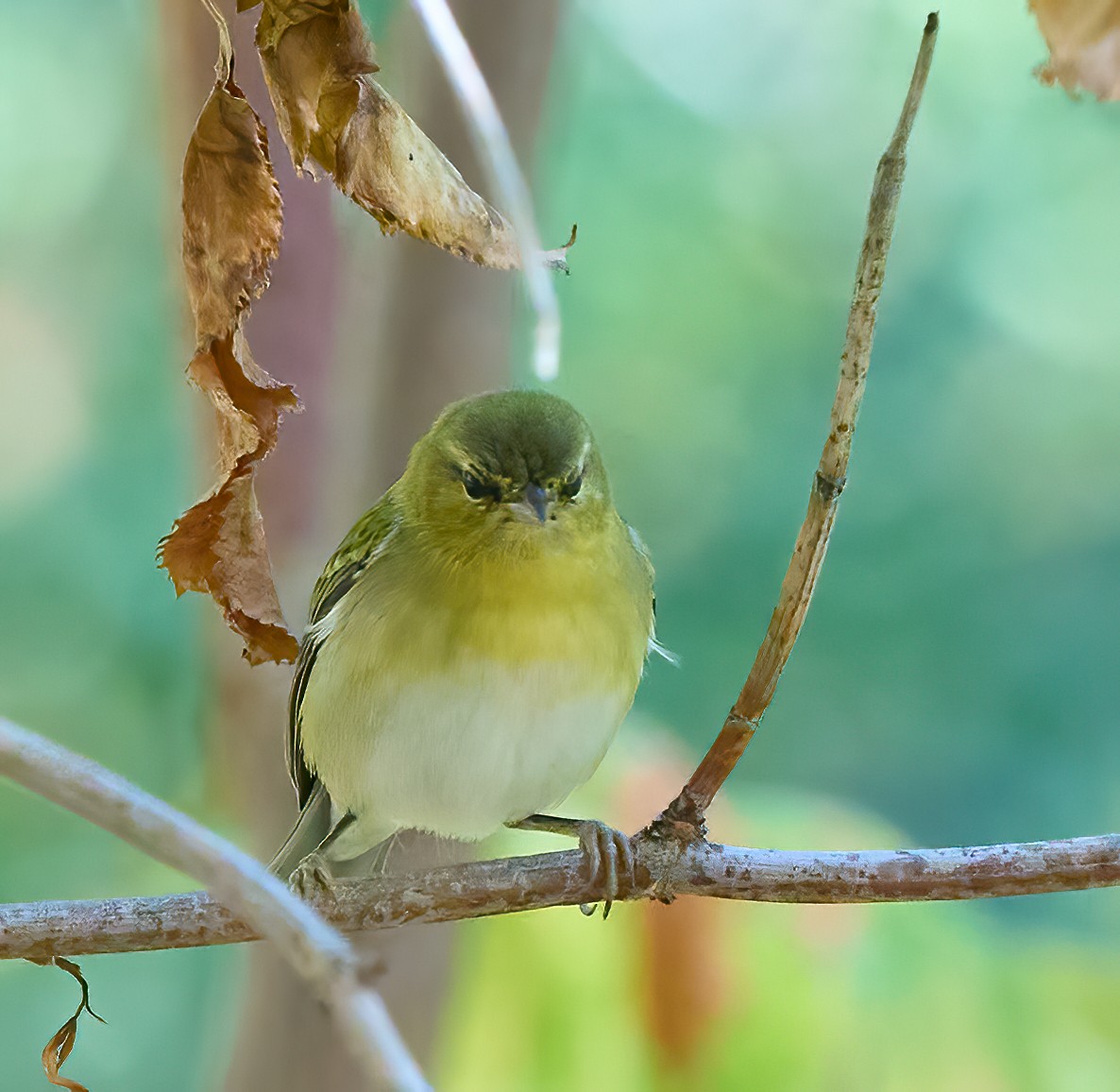 Tennessee Warbler - ML644325970