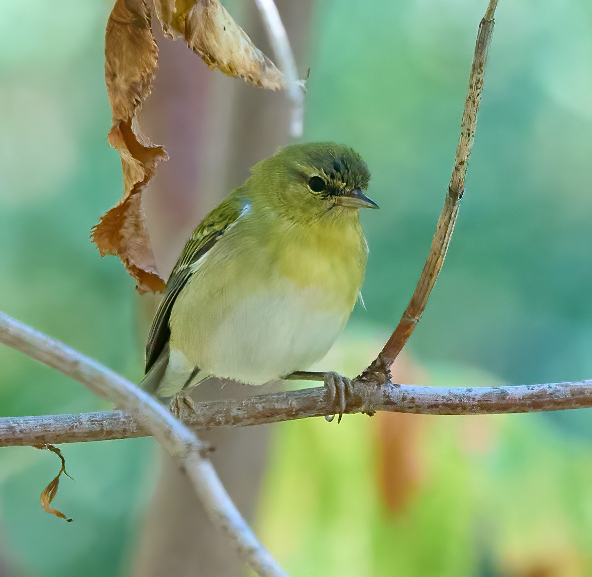 Tennessee Warbler - ML644325971