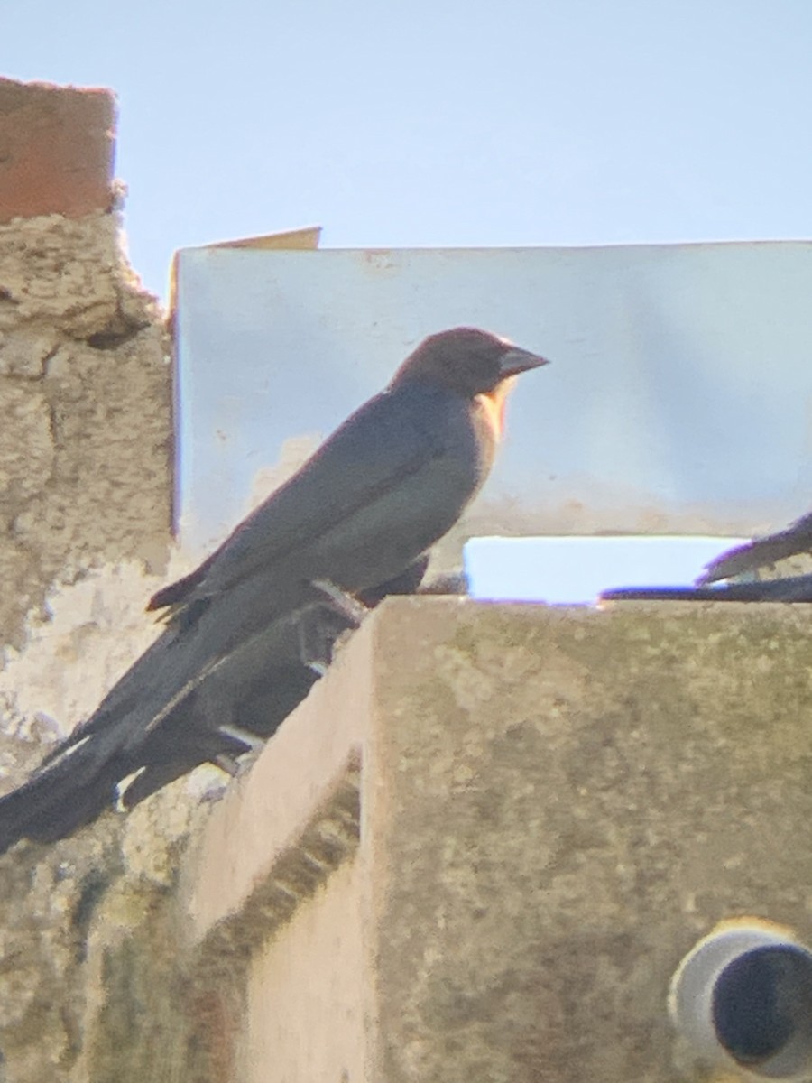 Brown-headed Cowbird - ML644325973