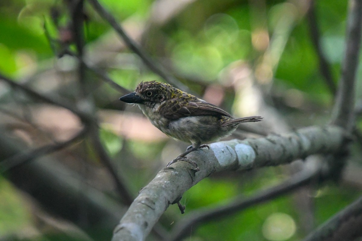 Speckled Tinkerbird - ML644325976