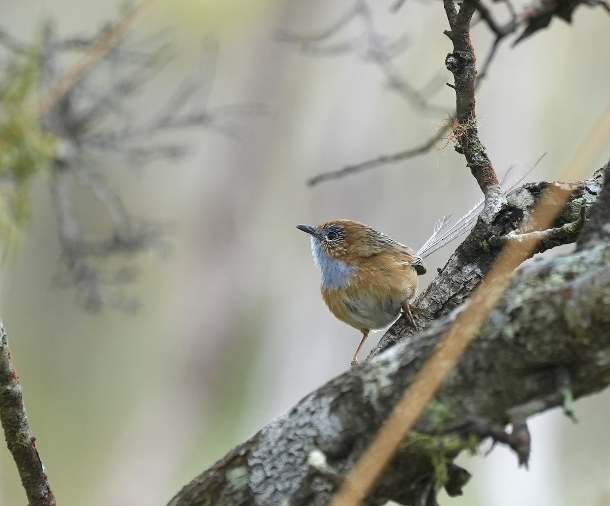 Southern Emuwren - ML644325978
