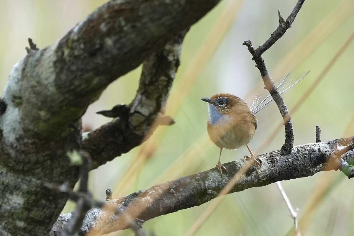 Southern Emuwren - ML644325979