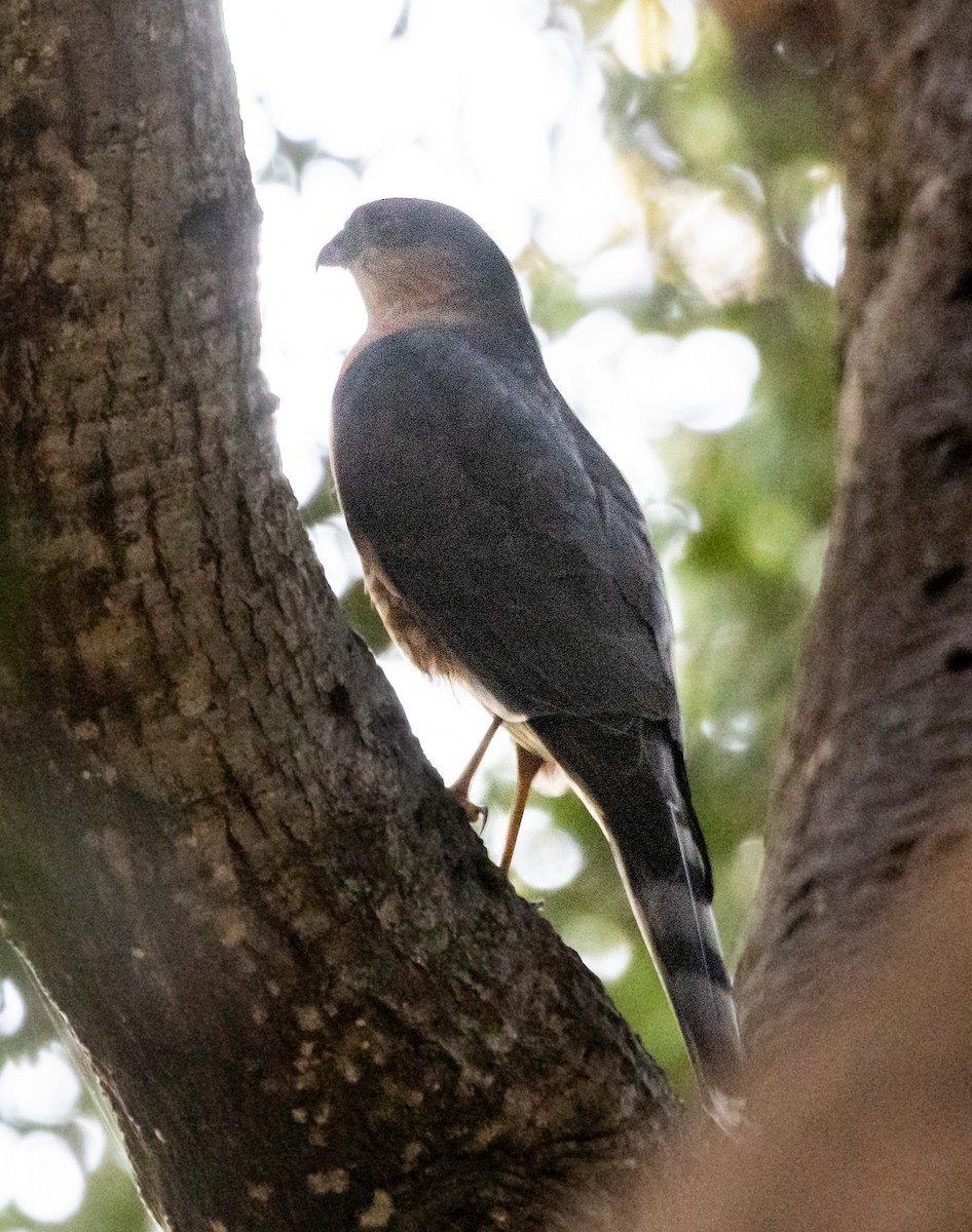 krahujec americký - ML644325994