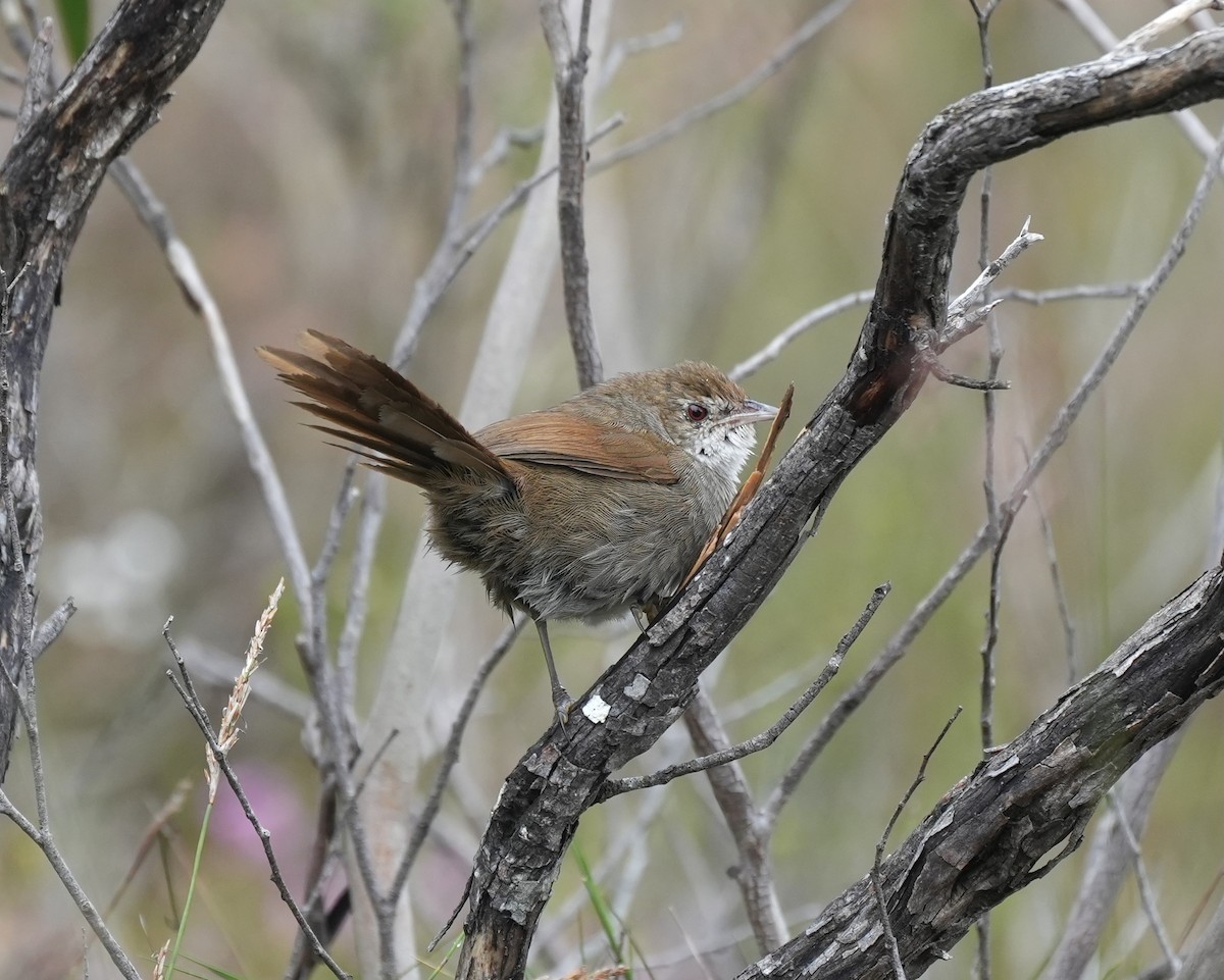 Eastern Bristlebird - ML644326001