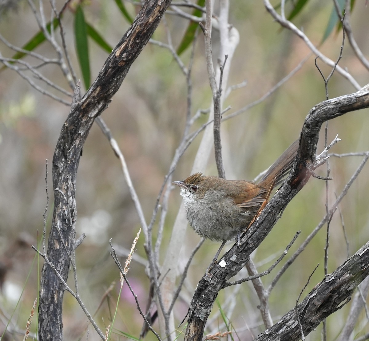 Eastern Bristlebird - ML644326002