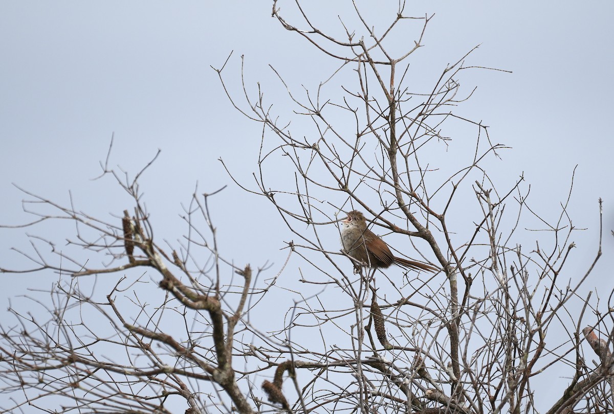 Eastern Bristlebird - ML644326003