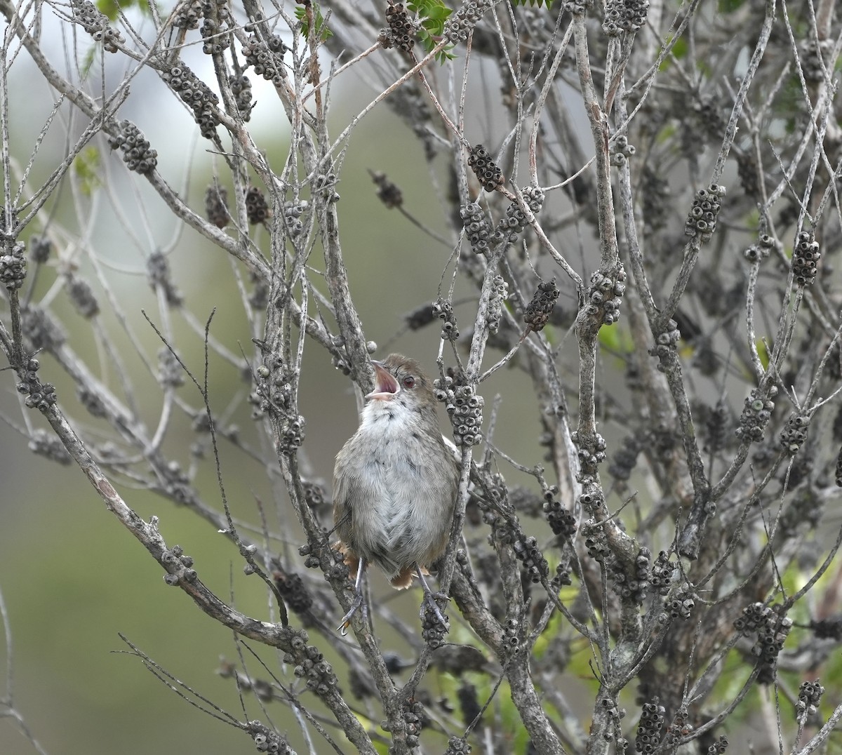 Eastern Bristlebird - ML644326004