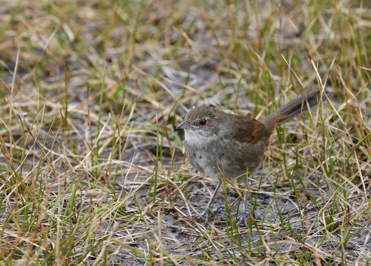 Eastern Bristlebird - ML644326005