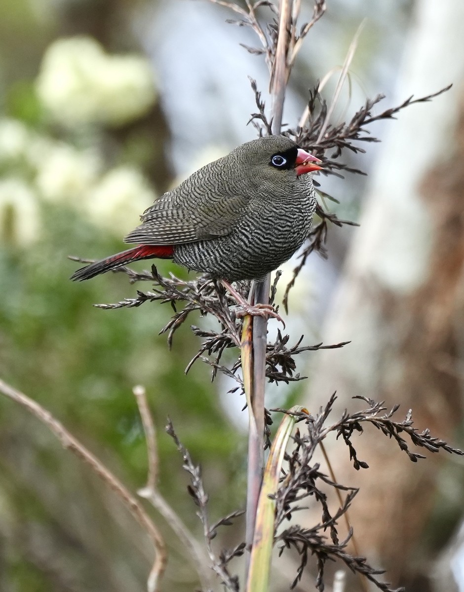 Beautiful Firetail - ML644326052