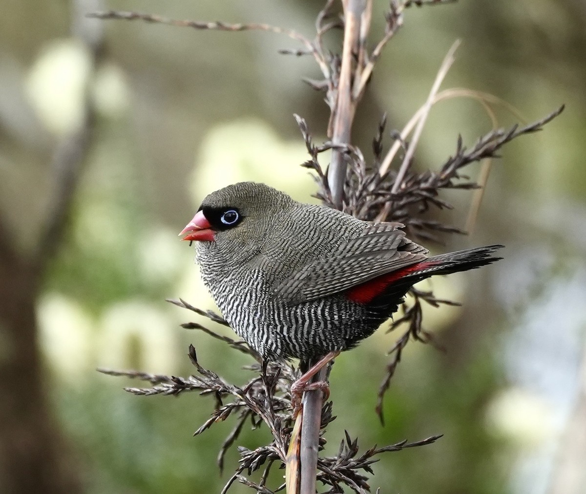 Beautiful Firetail - ML644326053