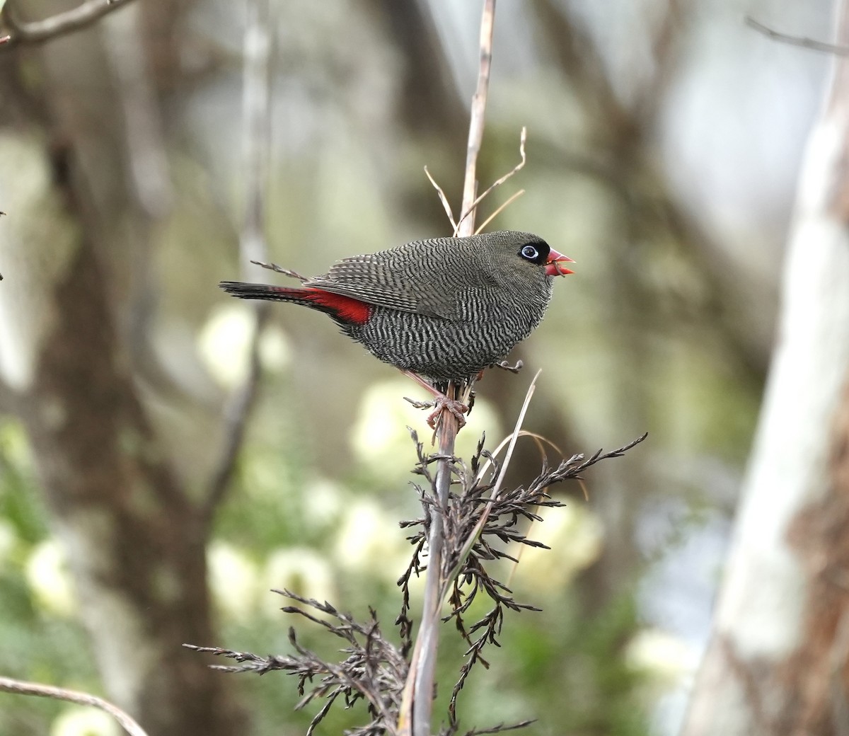 Beautiful Firetail - ML644326054