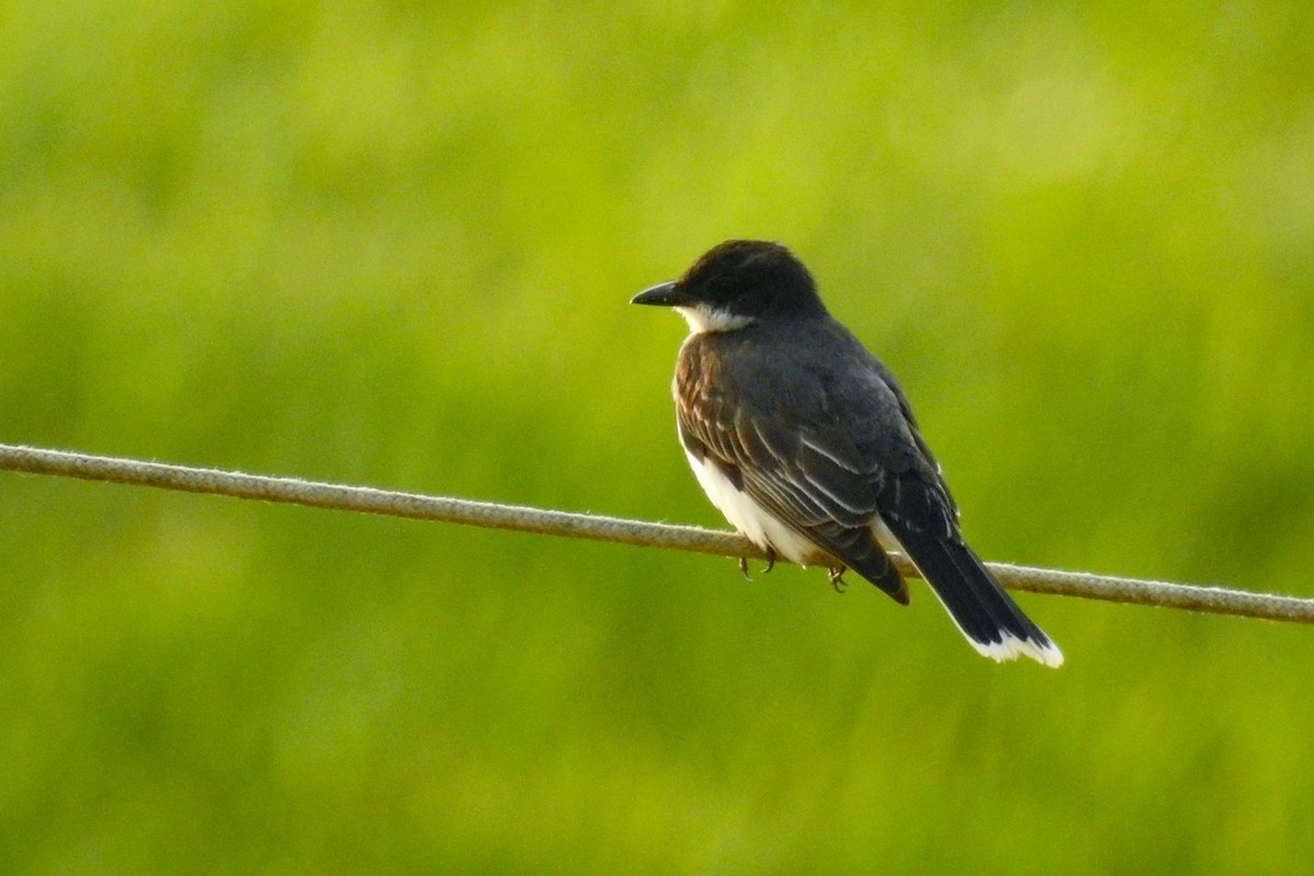 Schieferrücken-Königstyrann - ML644326082