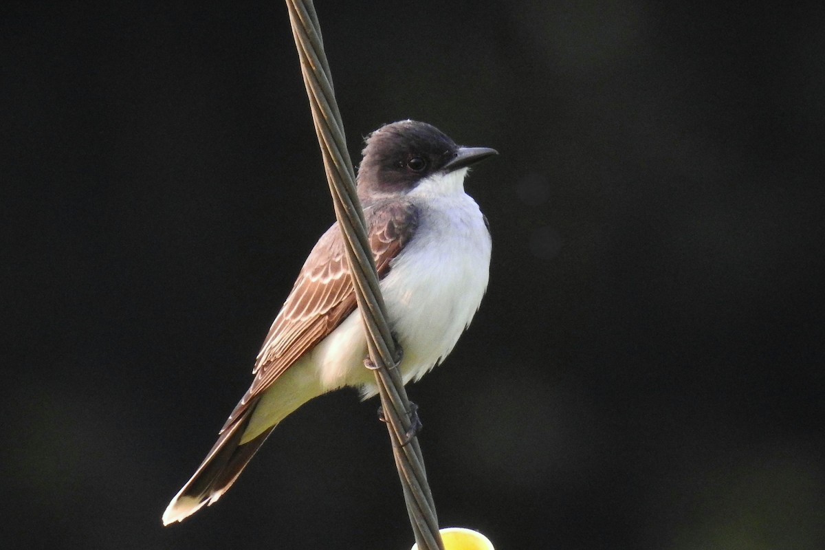 Schieferrücken-Königstyrann - ML644326083
