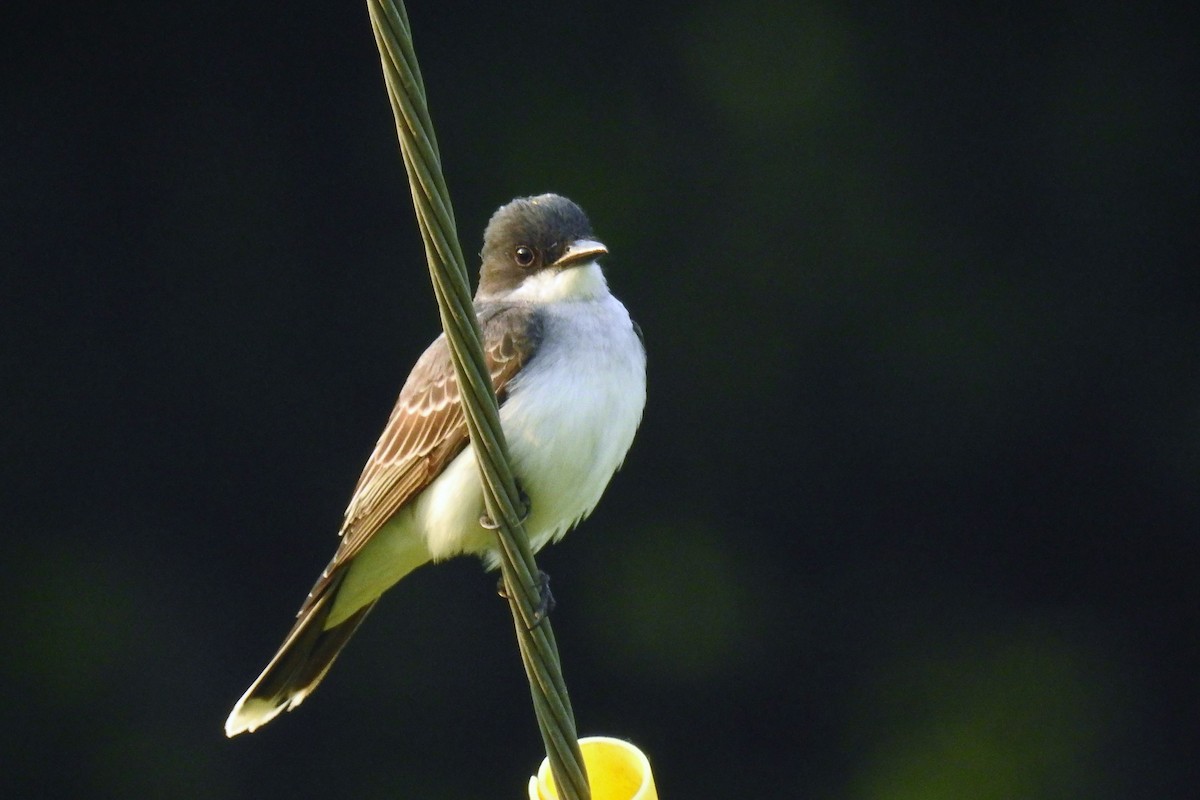 Schieferrücken-Königstyrann - ML644326084