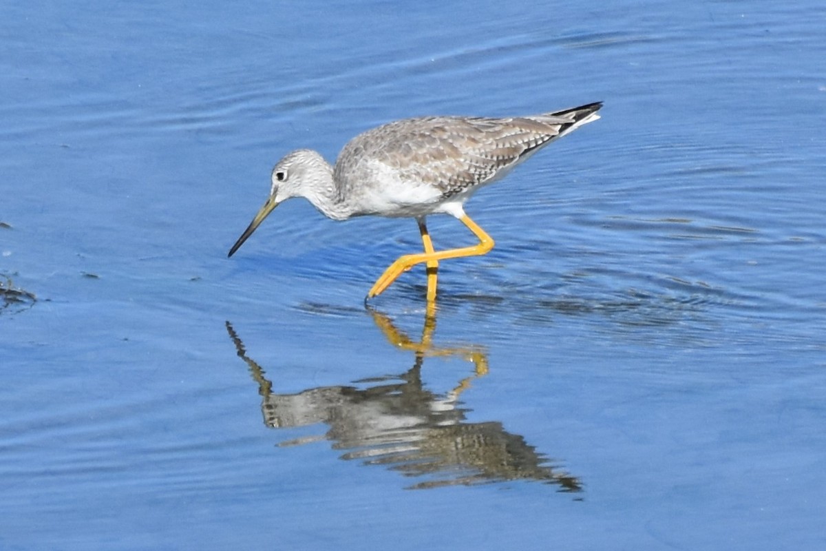 Greater Yellowlegs - ML644326086