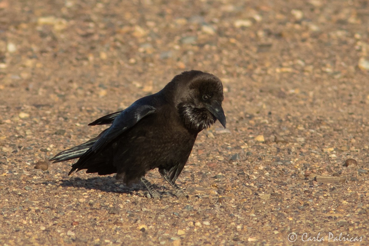 Brown-necked Raven - ML644326094