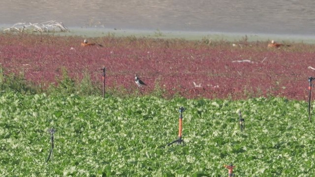 Northern Lapwing - ML644326095