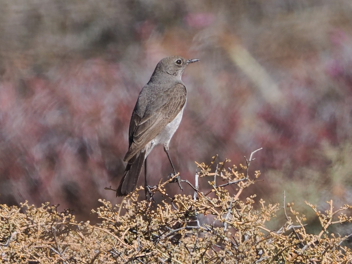 Karoo Chat - ML644326118